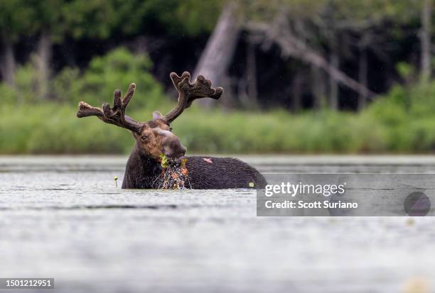 moose munch - moose stock pictures, royalty-free photos & images