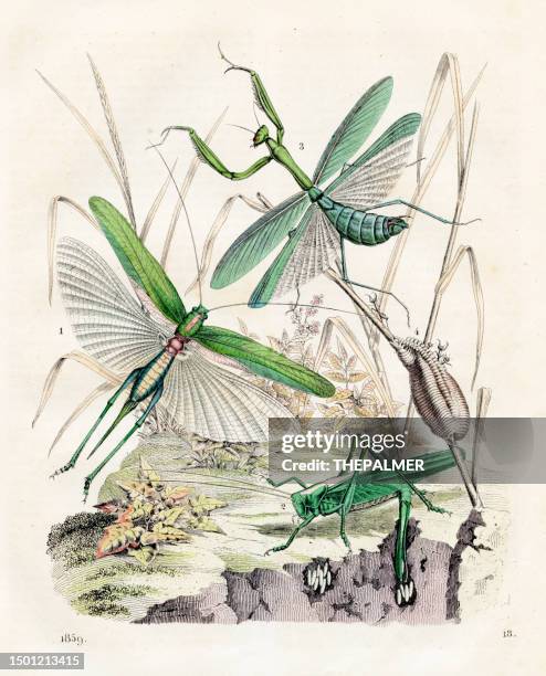 locust: grasshopper, short-horned grasshopper, praying mantis - very rare plate from "book of the world" 1859 - short horned grasshoppers stock illustrations