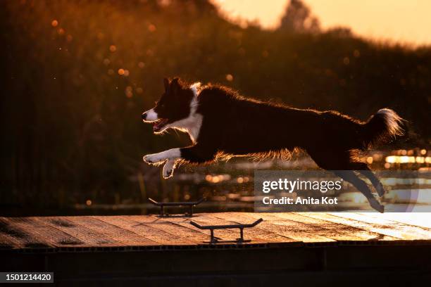 running dog in the sunshine - anita stock pictures, royalty-free photos & images