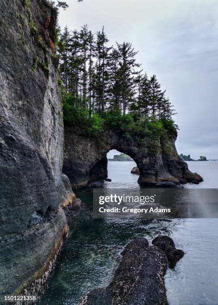 wooded arch and cliffs at cape flattery on the olympic peninsula - cape flattery 個照片及圖片檔