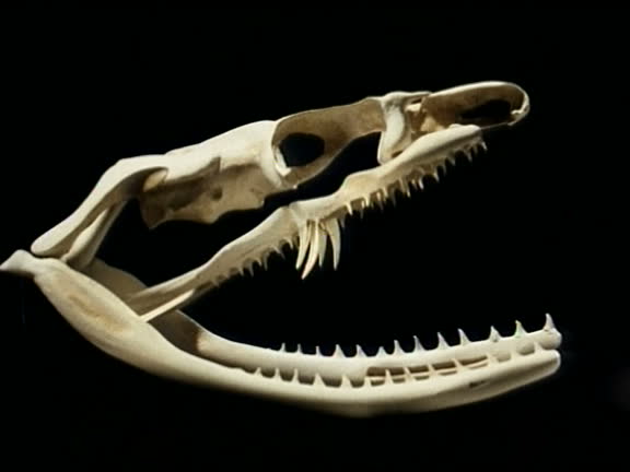 Python Skull Side View 219 Reptile Skulls Stock Videos, Footage, & 4K Video Clips - Getty Images