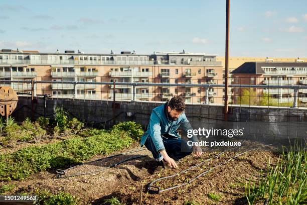 growing green cities: rooftop crops, sustainable agriculture, and biodiversity - urban garden stockfoto's en -beelden