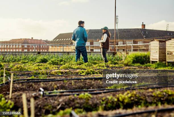 growing green cities: rooftop crops, sustainable agriculture, and biodiversity - groen dak stockfoto's en -beelden