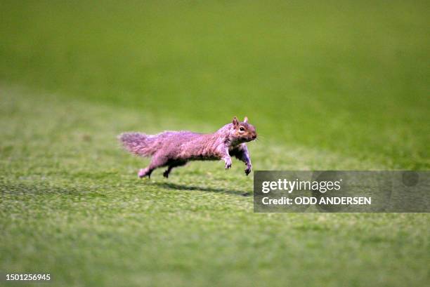 Squirrel invades the pitch during a Champions League semi-final game between Arsenal and Villarreal at Highbury in London, 19 April 2006. AFP...