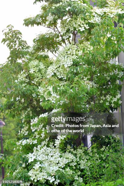 cornus kousa/japanese dogwood: heavenly array of star-like blooms - kousa dogwood fotografías e imágenes de stock