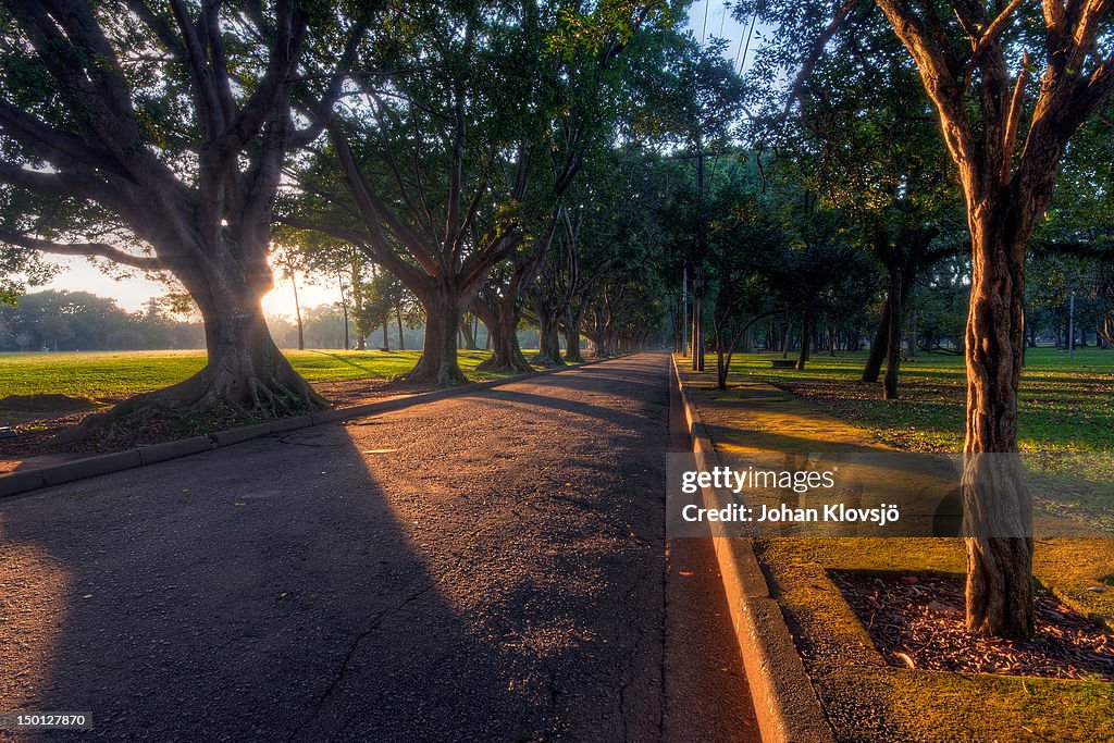 Narrow road and twisted trees in morning light