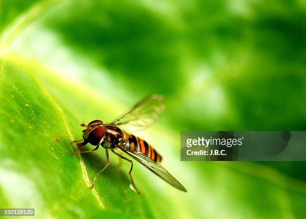 macro shot of fly - barcelona b stock pictures, royalty-free photos & images