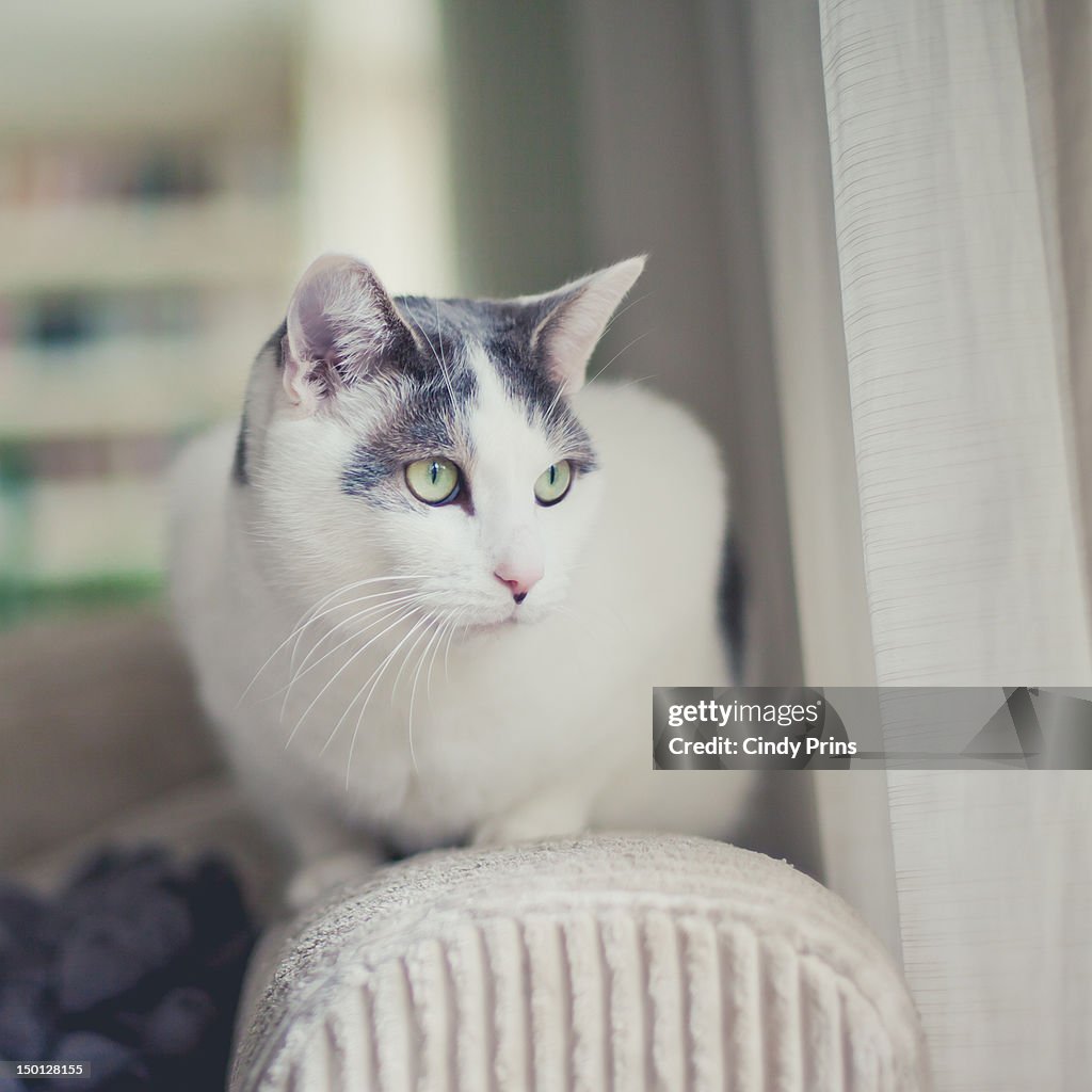 White and grey cat