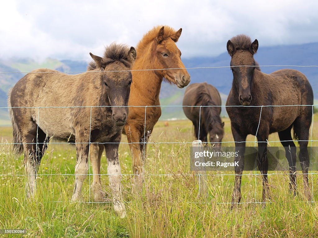 Three little foals