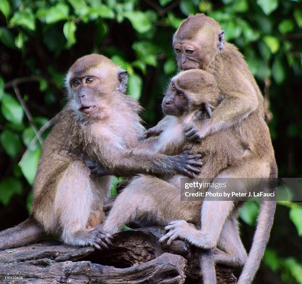 Primate sibling rivelry