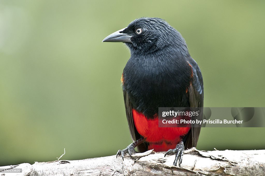 Hypopyrrhus pyrohypogaster (Red-bellied Grackle/Ca