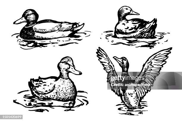 stockillustraties, clipart, cartoons en iconen met ducks on water illustration - wegduiken