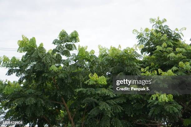 Sam An 20 Tall Saman Stock Photos, High-Res Pictures, and Images - Getty Images