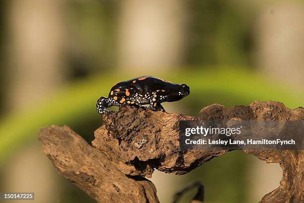 Banded Rummer Rubber Frogs Photos and Premium High Res Pictures - Getty Images