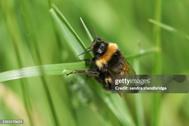 a buff-tailed bumblebee, bombus terrestris, resting on a blade of grass. - bumblebee stock pictures, royalty-free photos & images