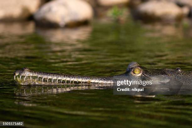 gharial nside narayani river - chitwan national park - nepal - gharial stock pictures, royalty-free photos & images