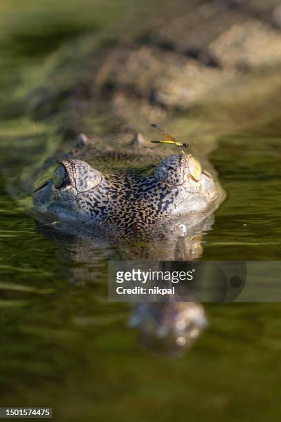 gharial with a dragonfly inside narayani river - chitwan national park - vertical view  nepal - chitwan stock pictures, royalty-free photos & images