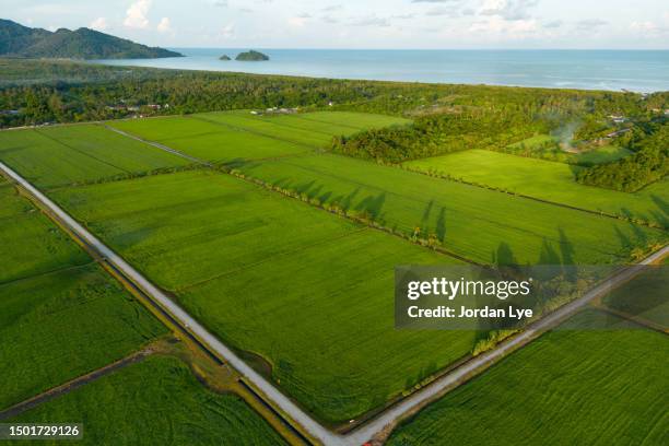 aerial view of a large lush rice field - top view road bildbanksfoton och bilder