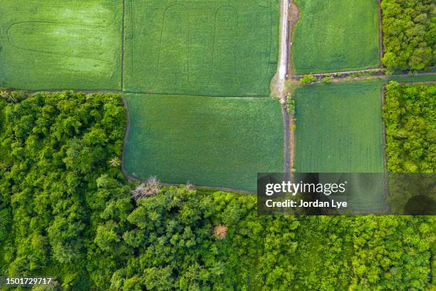 paddy field at the edge of peat land swamp rainforest - deforestation stock pictures, royalty-free photos & images