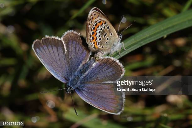 Pair of silver-studded blue butterflies mate on a Tyrolean alpine meadow on June 25, 2023 near Innervals, Austria. An initiative called Viel-Falter,...