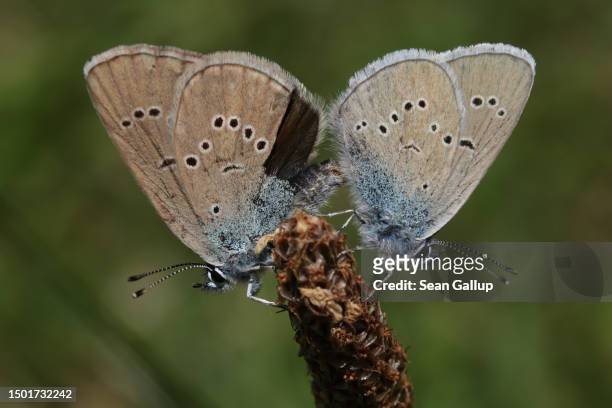 Pair of Mazarine blue butterflies mate on a Tyrolean alpine meadow on June 25, 2023 near Innervals, Austria. An initiative called Viel-Falter, lead...
