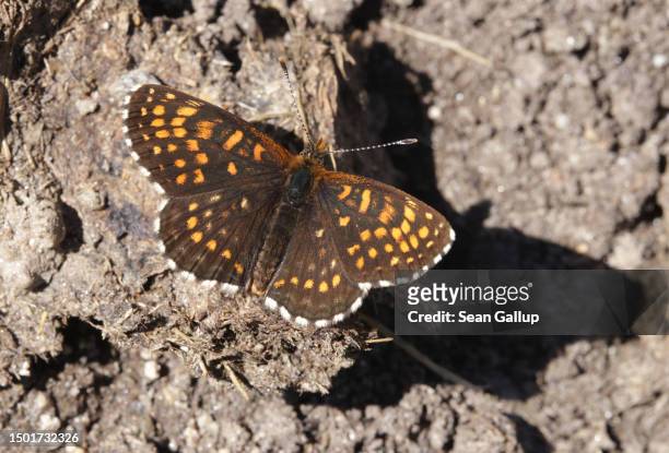 Butterfly called a heath fratillary spreads its wings to the sun on a Tyrolean alpine meadow on June 25, 2023 near Innervals, Austria. An initiative...
