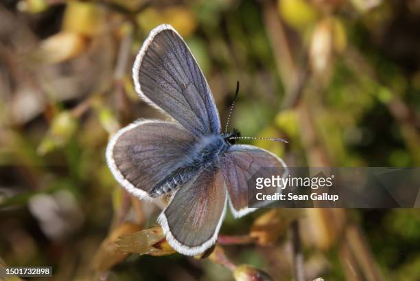 Silver-studded blue butterfly spreads its wings to the sun on a Tyrolean alpine meadow on June 25, 2023 near Innervals, Austria. An initiative called...
