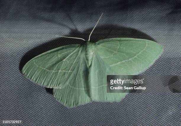 Small emerald moth perches on an illuminated surface during night-time moth observation by a scientific team from the Viel-Falter butterfly and moth...