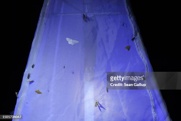 Moths perch and flutter on an illuminated surface during night-time moth observation by a scientific team from the Viel-Falter butterfly and moth...