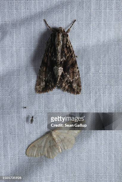 Dark arches moth and a riband wave moth perch on an illuminated surface during night-time moth observation by a scientific team from the Viel-Falter...