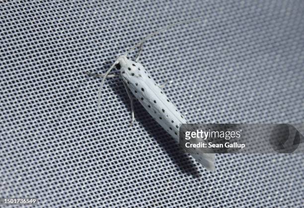 Bird-cherry ermine moth , approximately 14mm long, perches on an illuminated surface during night-time moth observation by a scientific team from the...