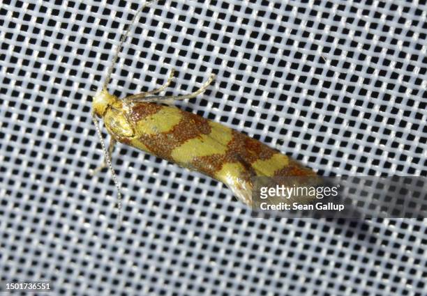Pale juniper webworm moth , approximately 8mm long, perches on an illuminated surface during night-time moth observation by a scientific team from...