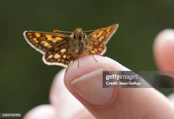 Chequered skipper butterfly perches on the finger of a volunteer who was helping to collect data for the Viel-Falter butterfly and moth monitoring...