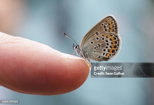 Silver-studded blue butterfly perches on the finger of a volunteer who was helping to collect data for the Viel-Falter butterfly and moth monitoring...