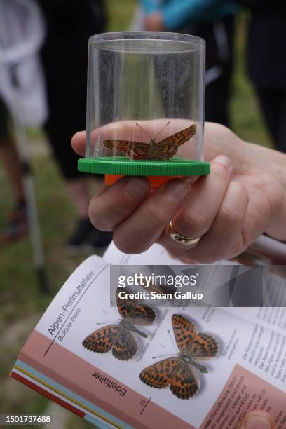 Volunteer helping in data collection for the Viel-Falter butterfly and moth monitoring program holds up a dark green fritillary butterfly next to its...