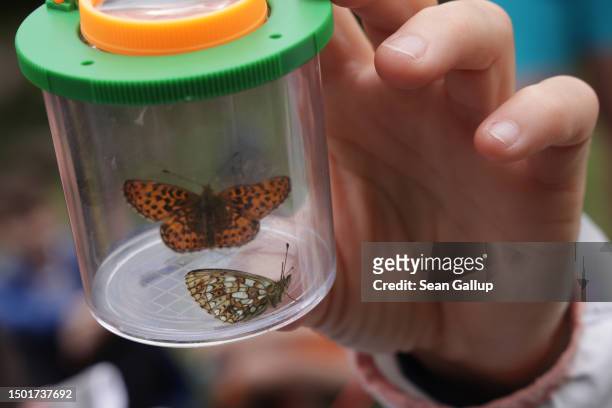 Volunteer helping in data collection for the Viel-Falter butterfly and moth monitoring program holds up two small pearl-bordered fritillary...