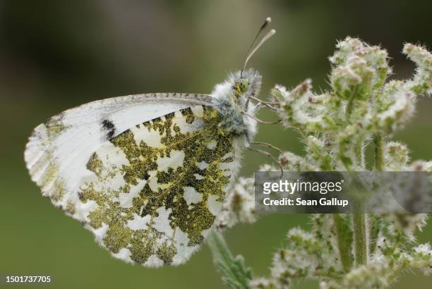 Female orange-tip butterfly uses its proboscis to draw nectar from a flower on a Tyrolean alpine meadow on June 24, 2023 near Innervals, Austria. An...