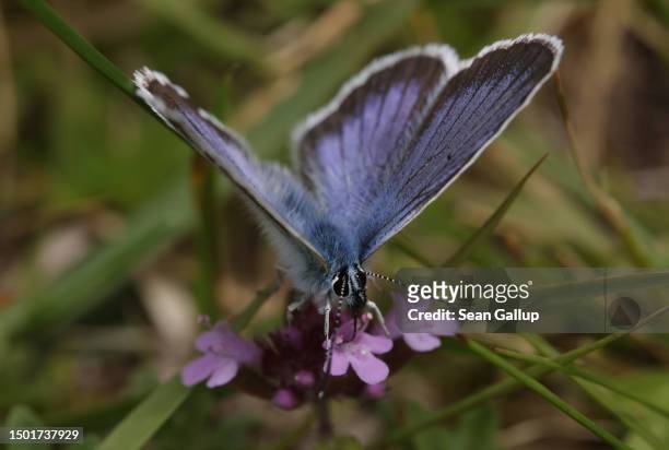 Silver-studded blue butterfly perches on a flower on a Tyrolean alpine meadow on June 24, 2023 near Innervals, Austria. An initiative called...