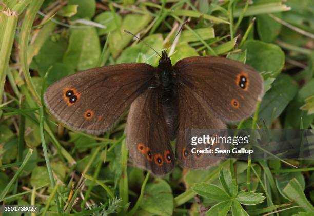 Woodland ringlet butterfly spreads its wings on a Tyrolean alpine meadow on June 24, 2023 near Innervals, Austria. An initiative called Viel-Falter,...