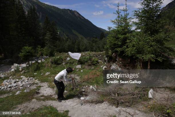 Volunteer uses a net to catch butterflies on an alpine meadow in Tyrol while helping in data collection for the Viel-Falter butterfly and moth...