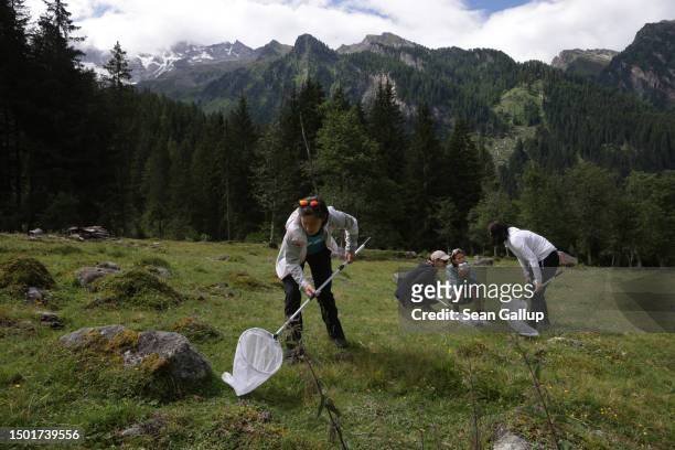 Volunteers use nets to catch butterflies on an alpine meadow in Tyrol while helping in data collection for the Viel-Falter butterfly and moth...