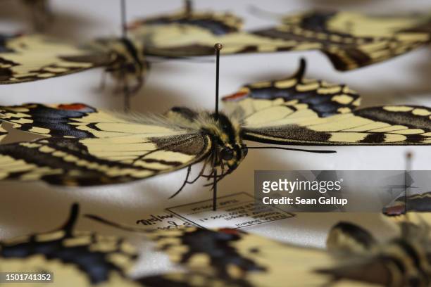 Specimens of the old world swallowtail butterfly lie in the moths and butterfly collection of the Collections and Research Center of the Tyrolean...