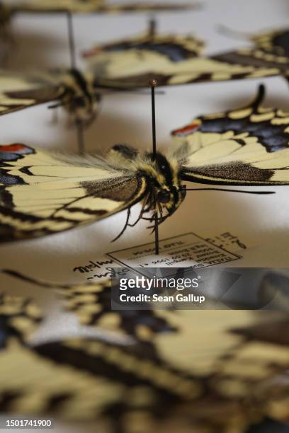 Specimens of the old world swallowtail butterfly lie in the moths and butterfly collection of the Collections and Research Center of the Tyrolean...