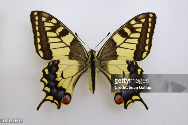 An old world swallowtail butterfly lies in the moth and butterfly collection of the Collections and Research Center of the Tyrolean State Museums on...