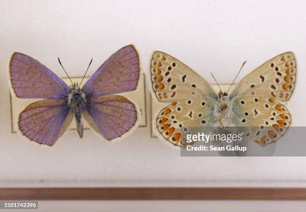 Specimens of two male, one turned belly up, of the common blue butterfly Polyommatus icarus lie in the moths and butterfly collection of the...