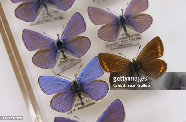 Specimens of male and one female of the common blue butterfly Polyommatus icarus lie in the moths and butterfly collection of the Collections and...