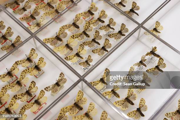 Examples of a moth called Holoarctia cervini, in German called the Matterhornbaerenspinner, lie in the moth and butterfly collection of the...