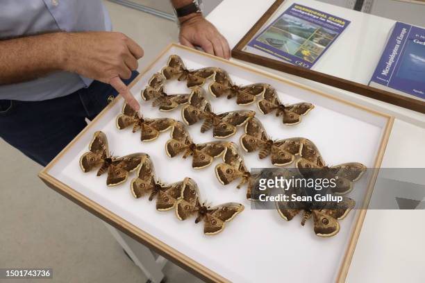 Peter Huemer, a leading butterfly and moth expert and head of the Natural History Collection at the Collections and Research Center of the Tyrolean...