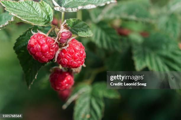 raspberries on a bush close-up - ripe stock-fotos und bilder