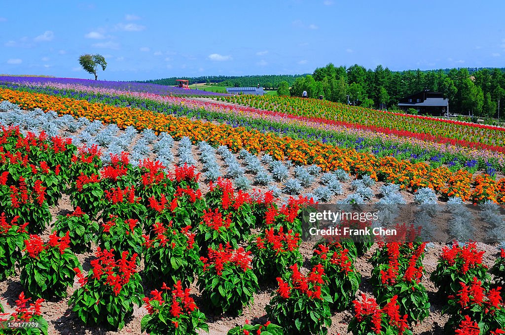 Flower field